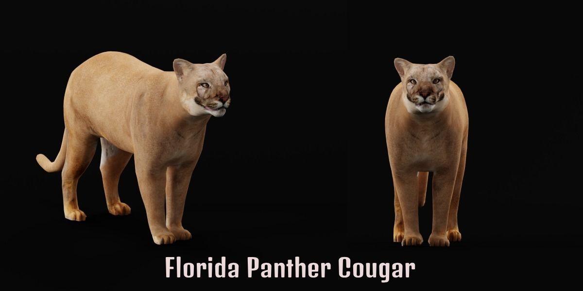 Cougar Cat Low-poly 3D model_8