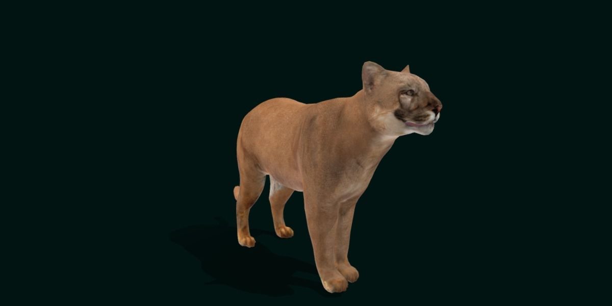 Cougar Cat Low-poly 3D model_21