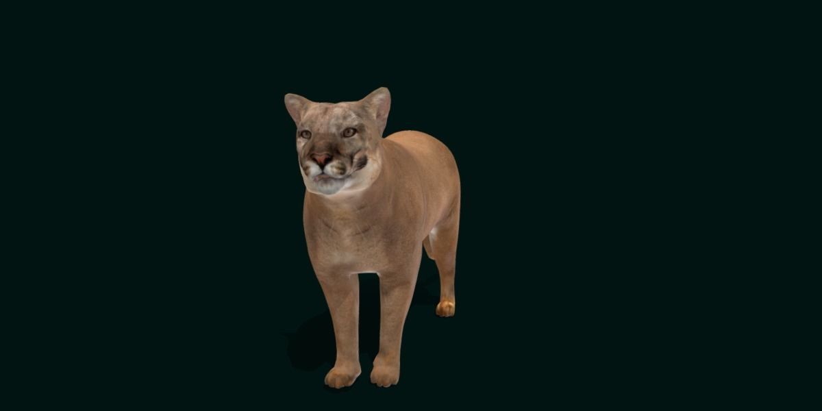 Cougar Cat Low-poly 3D model_2