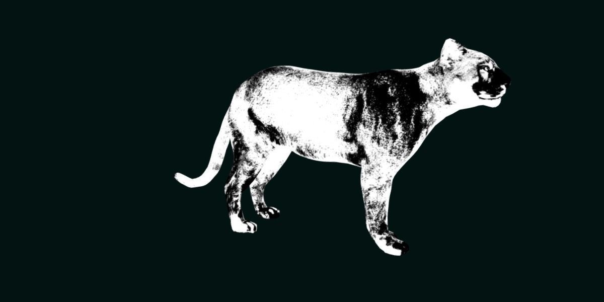 Cougar Cat Low-poly 3D model_18