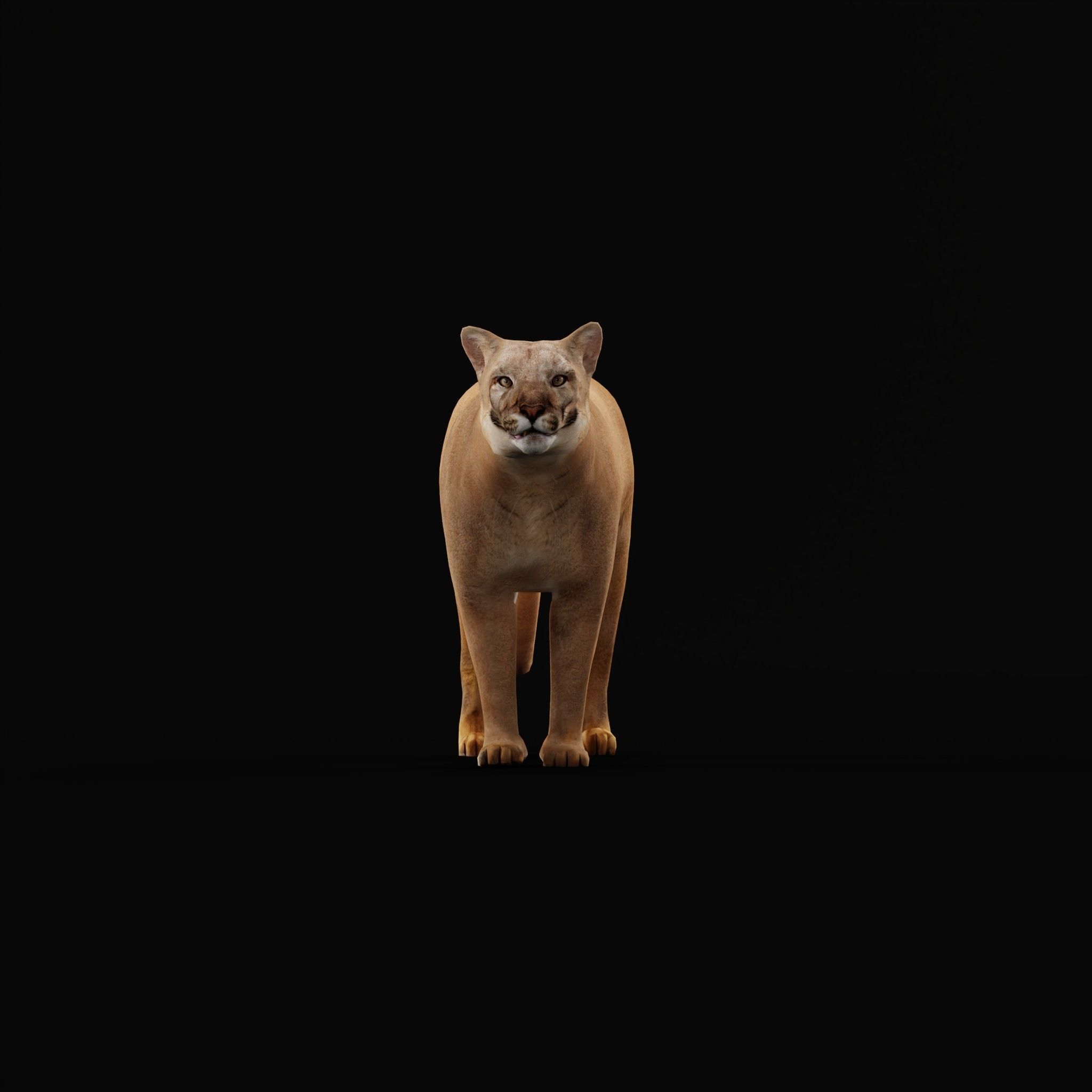 Cougar Cat Low-poly 3D model_22