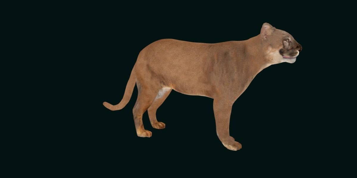 Cougar Cat Low-poly 3D model_16