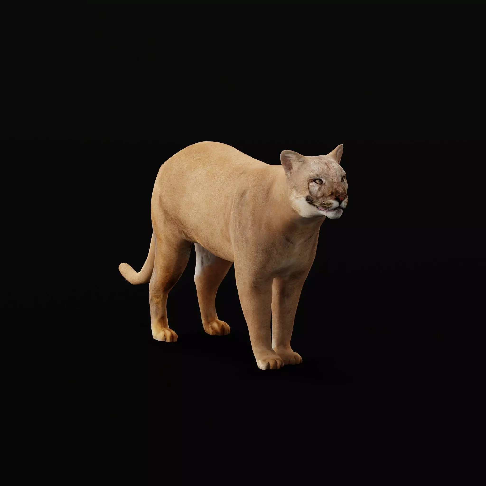 Cougar Cat Low-poly 3D model_0