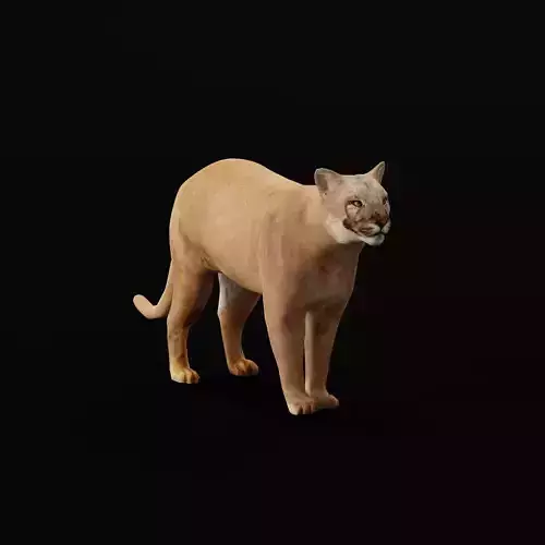 Cougar Cat Low-poly 3D model