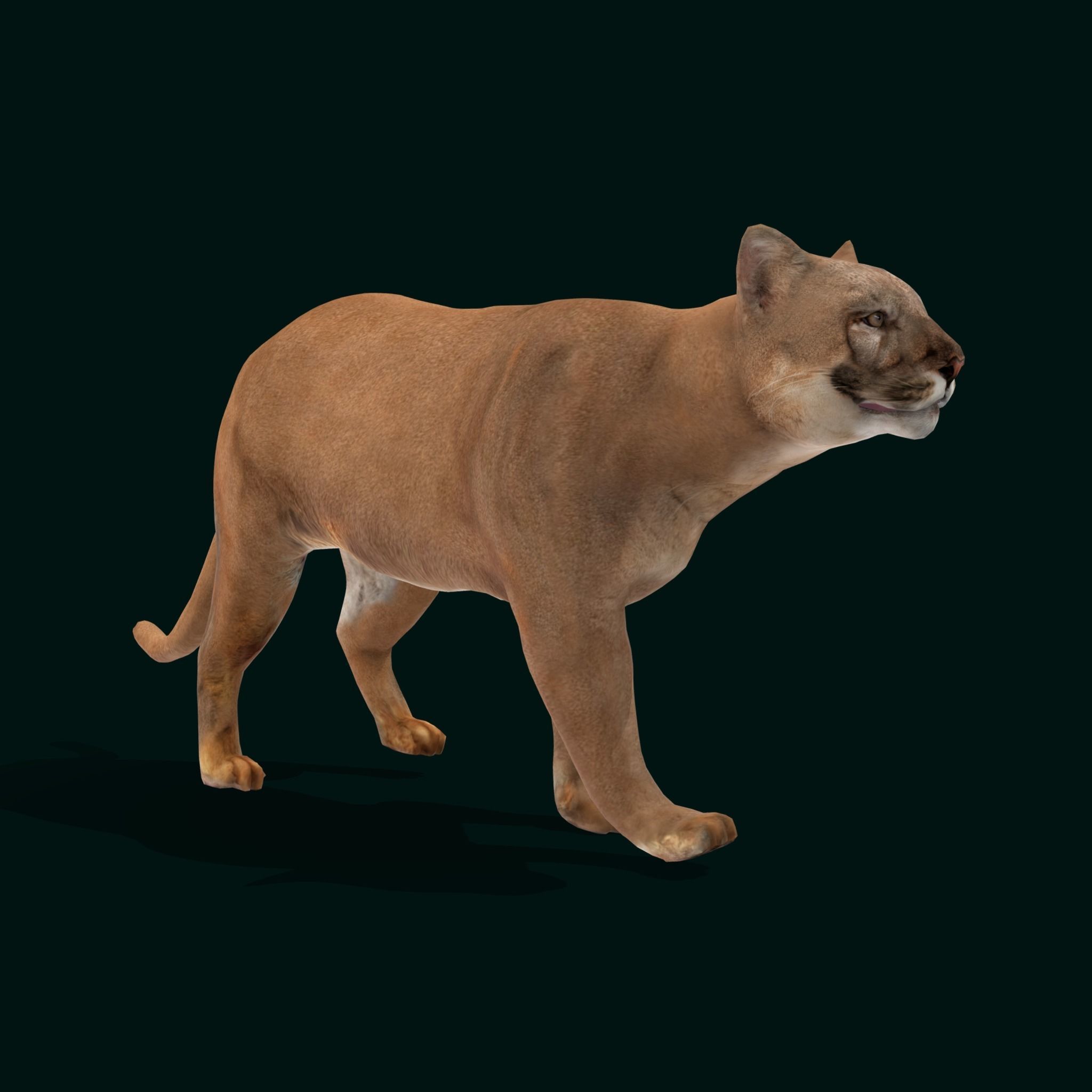 Cougar Cat Low-poly 3D model_12
