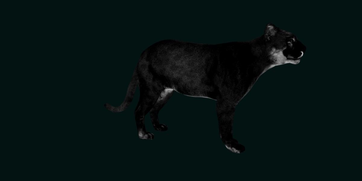 Cougar Cat Low-poly 3D model_20