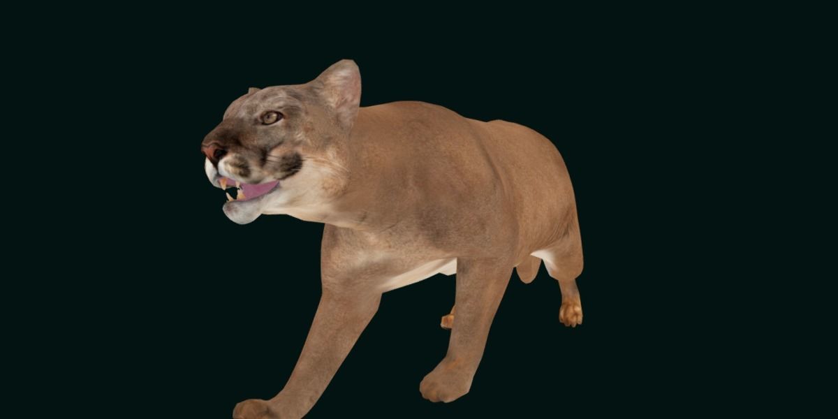 Cougar Cat Low-poly 3D model_13