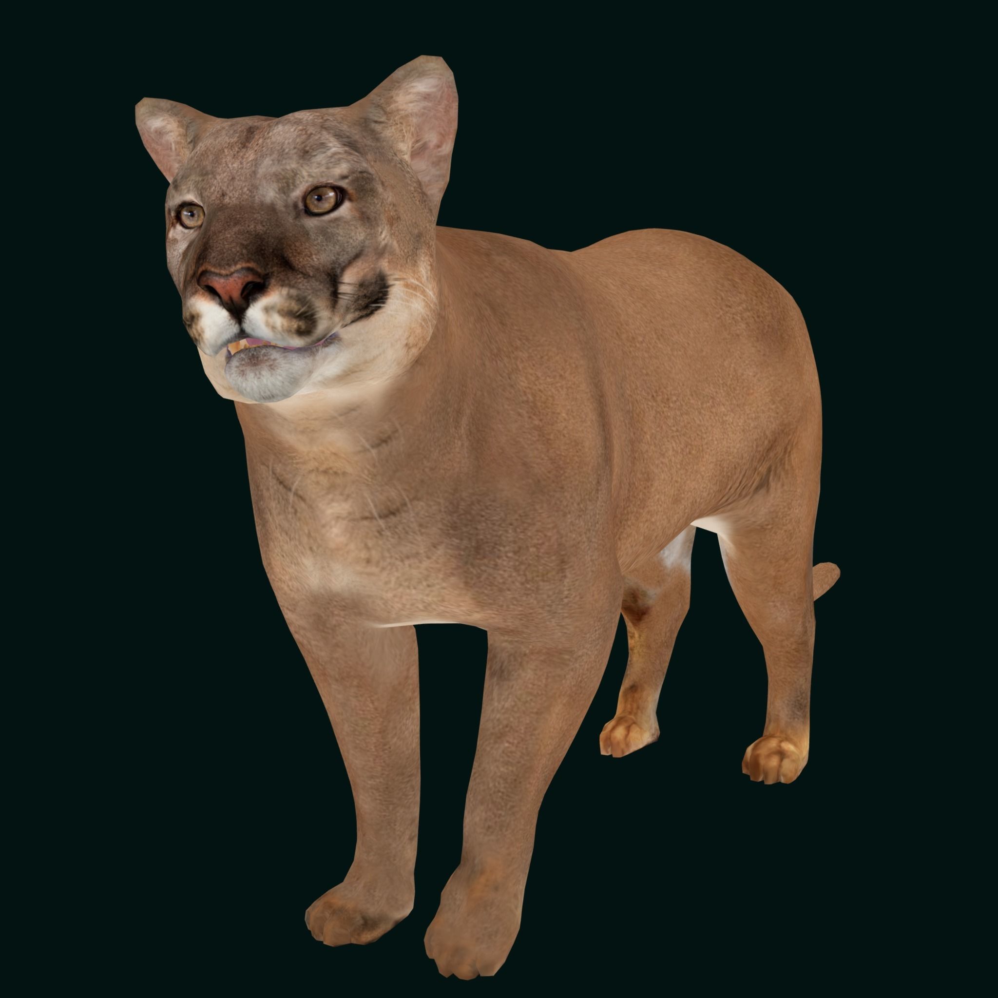 Cougar Cat Low-poly 3D model_11