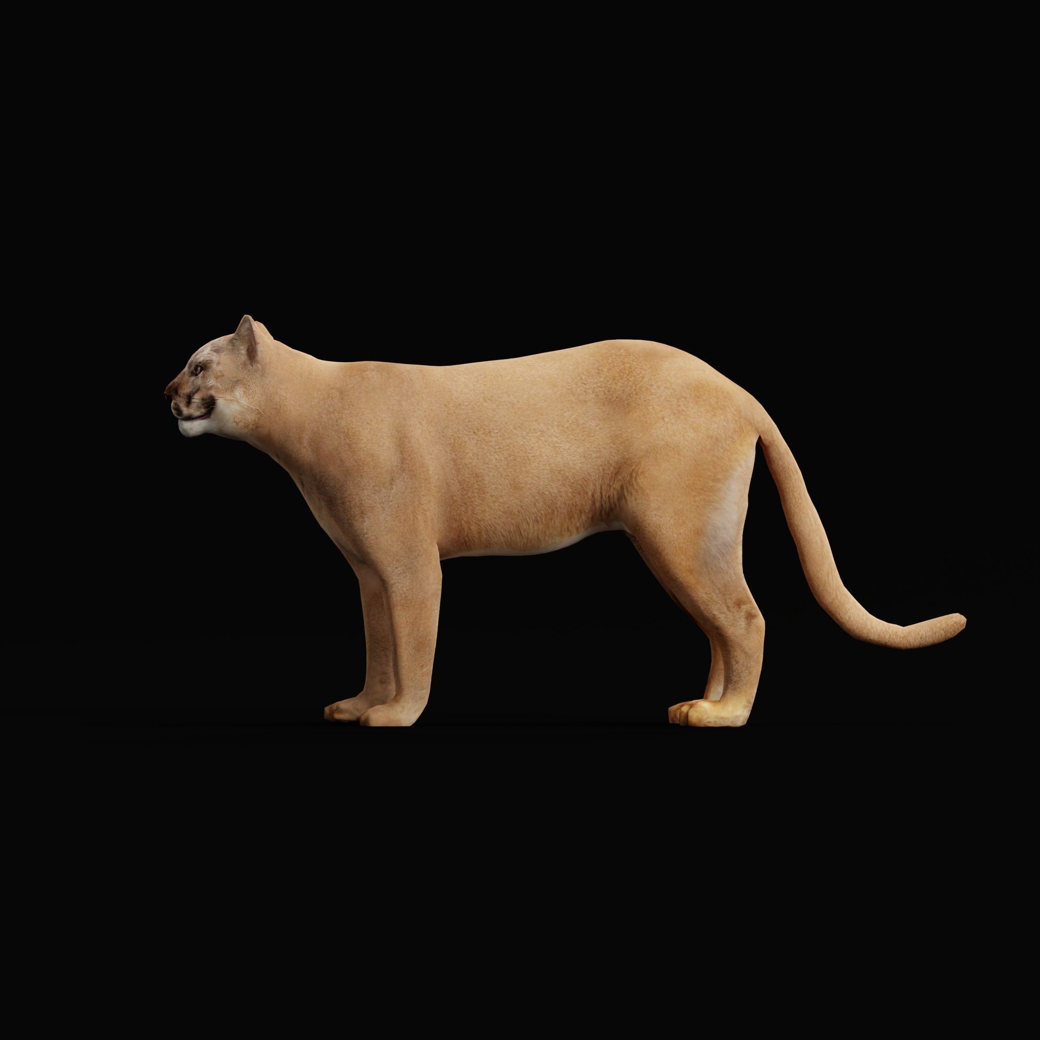 Cougar Cat Low-poly 3D model_23