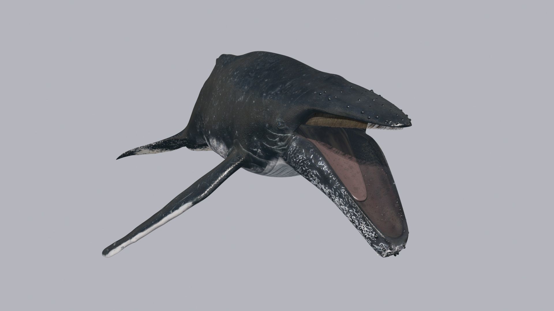 8K Marine Pack - fully animated 3D model_129