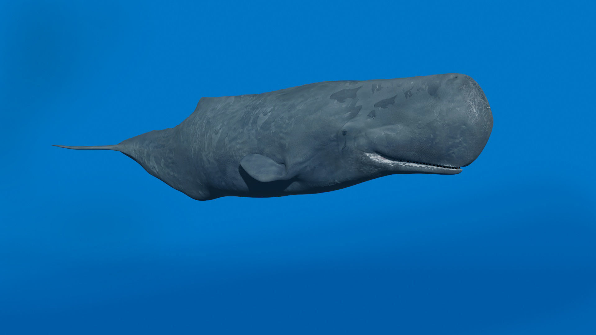 8K Marine Pack - fully animated 3D model_180