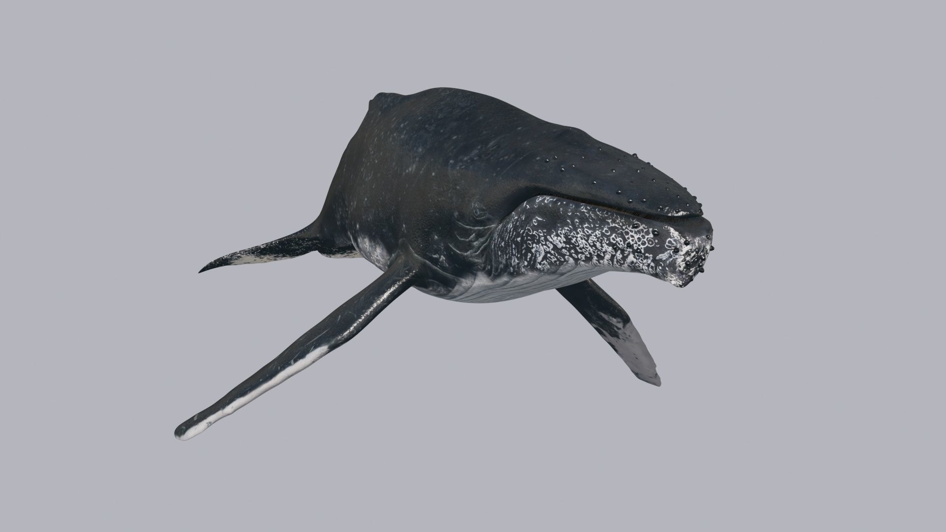 8K Marine Pack - fully animated 3D model_134