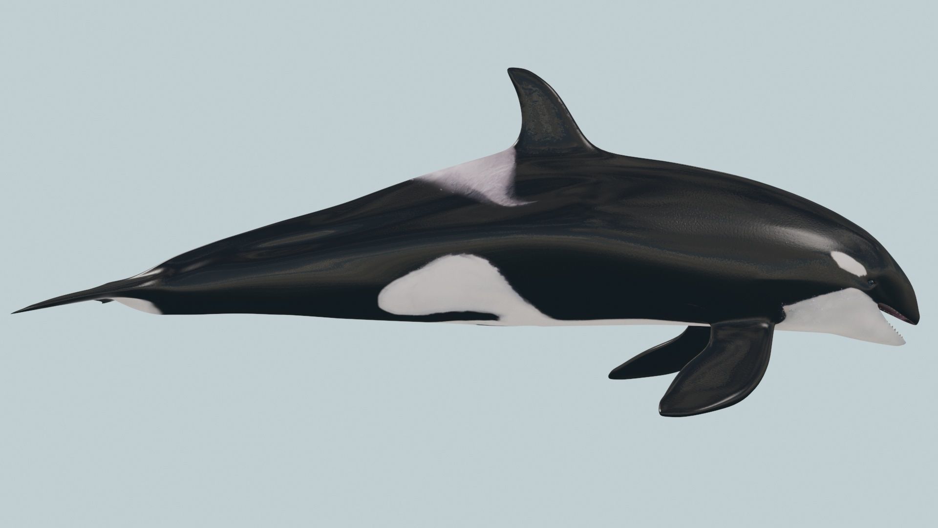 8K Marine Pack - fully animated 3D model_147