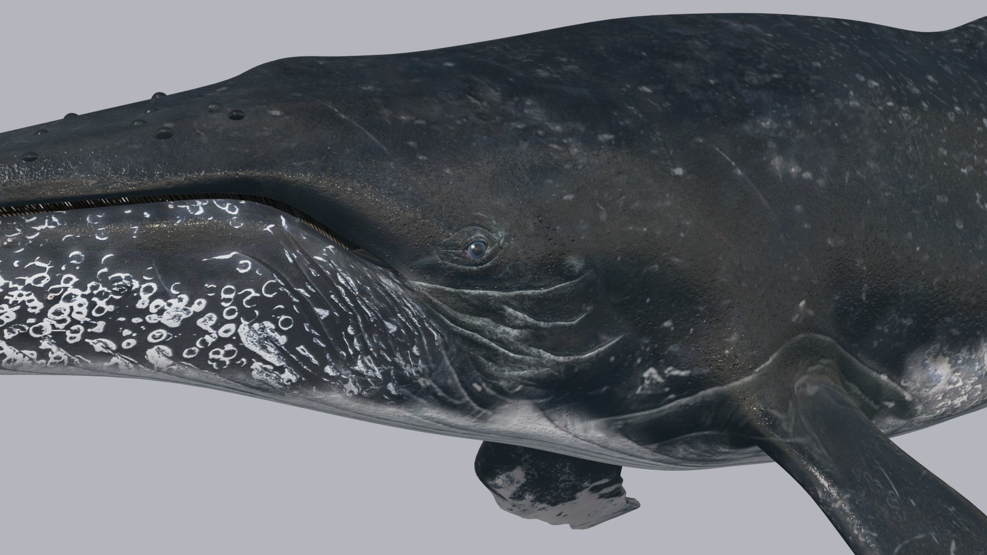 8K Marine Pack - fully animated 3D model_62