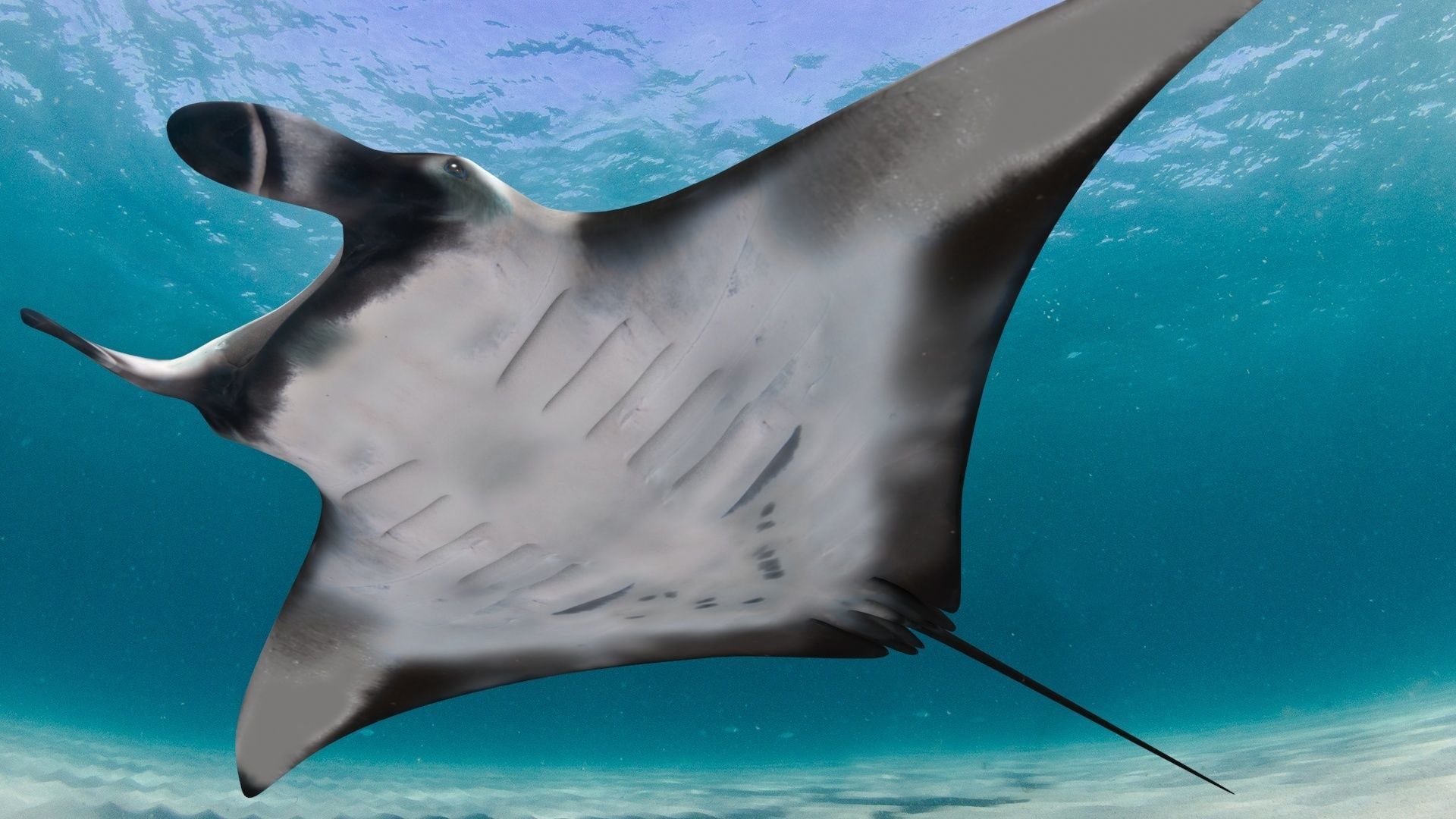 8K Marine Pack - fully animated 3D model_45