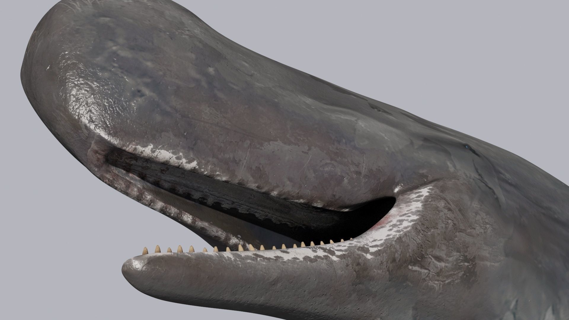 8K Marine Pack - fully animated 3D model_179