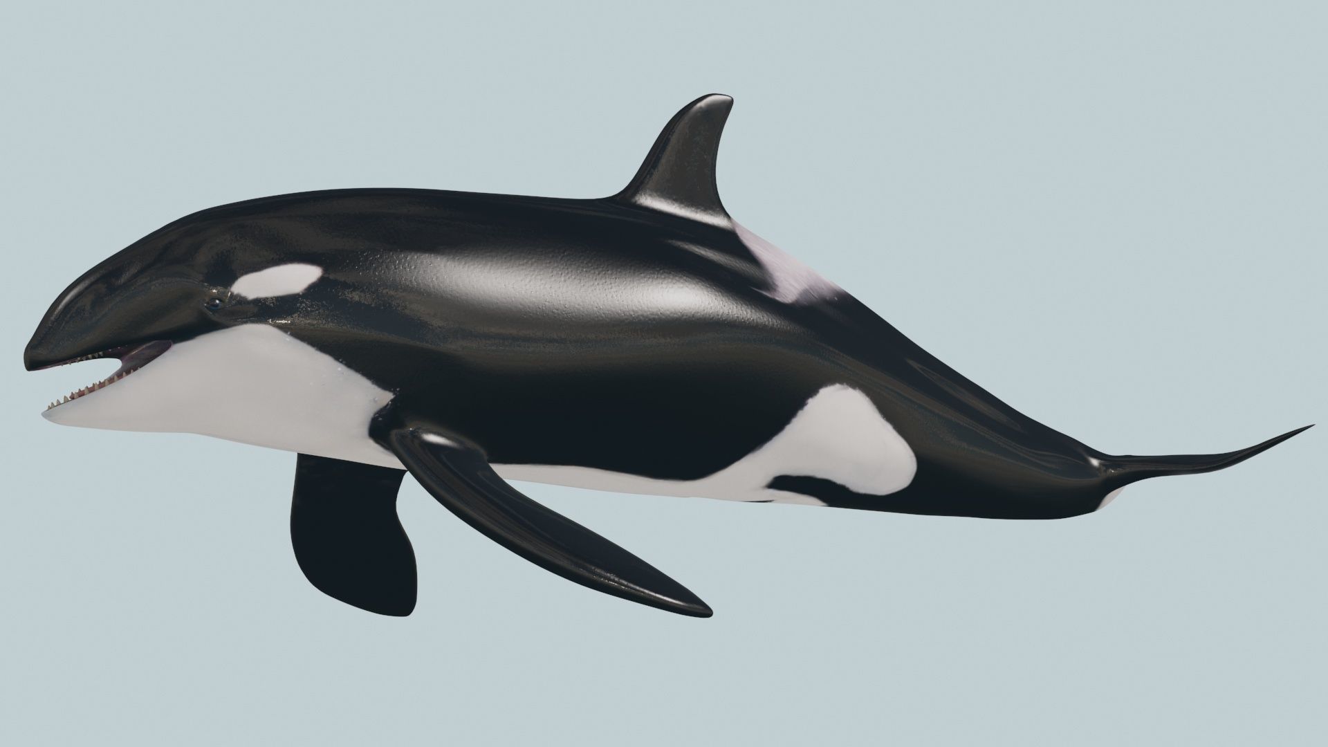 8K Marine Pack - fully animated 3D model_47