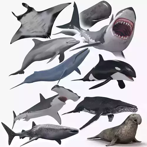 8K Marine Pack - fully animated 3D model