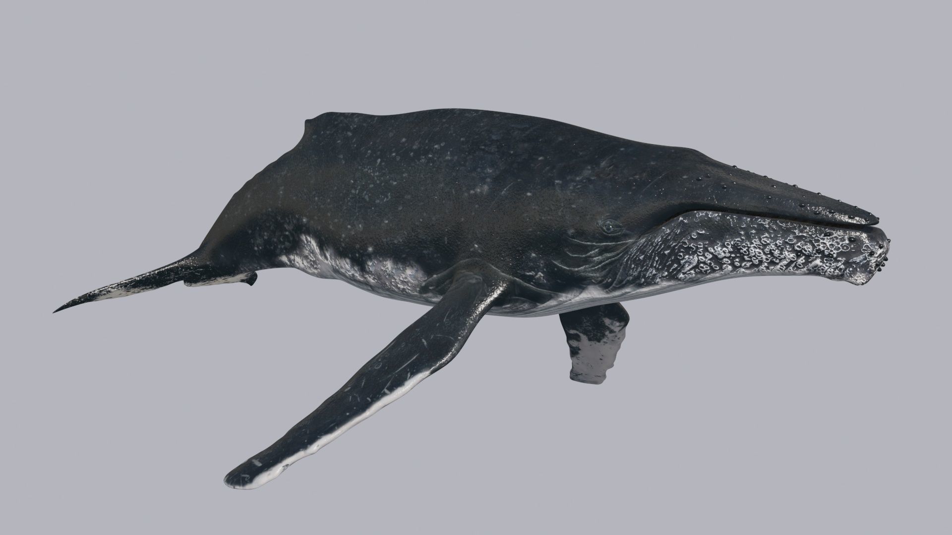 8K Marine Pack - fully animated 3D model_98