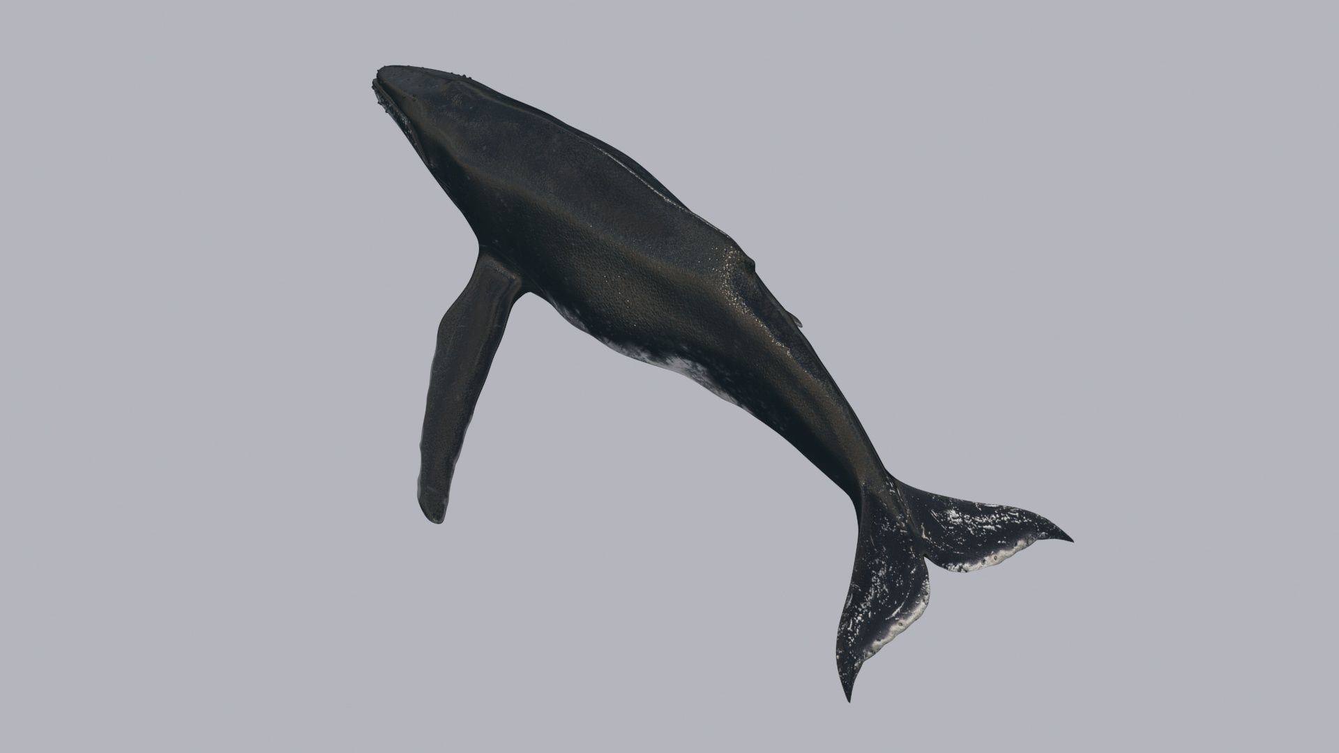 8K Marine Pack - fully animated 3D model_44