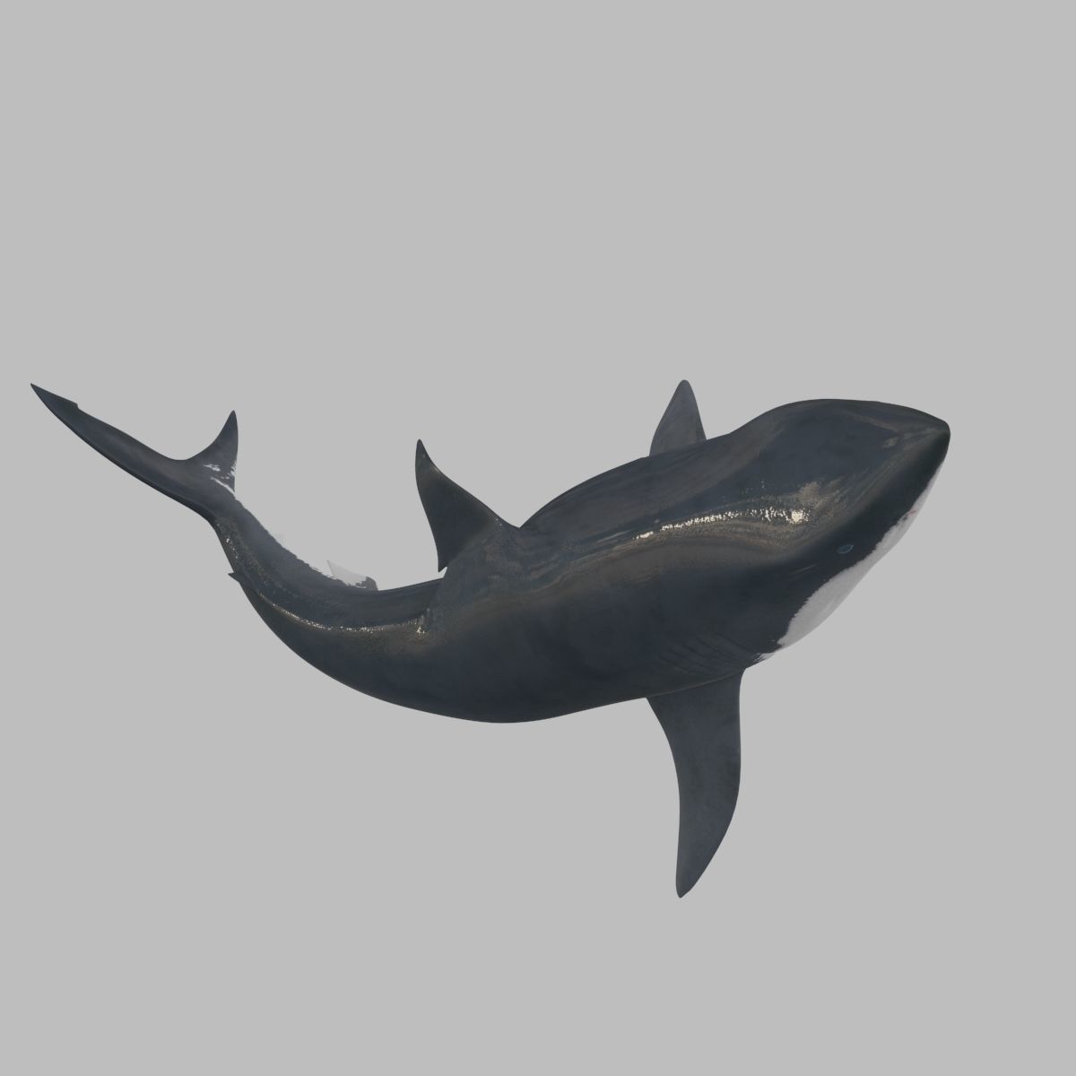 8K Marine Pack - fully animated 3D model_104