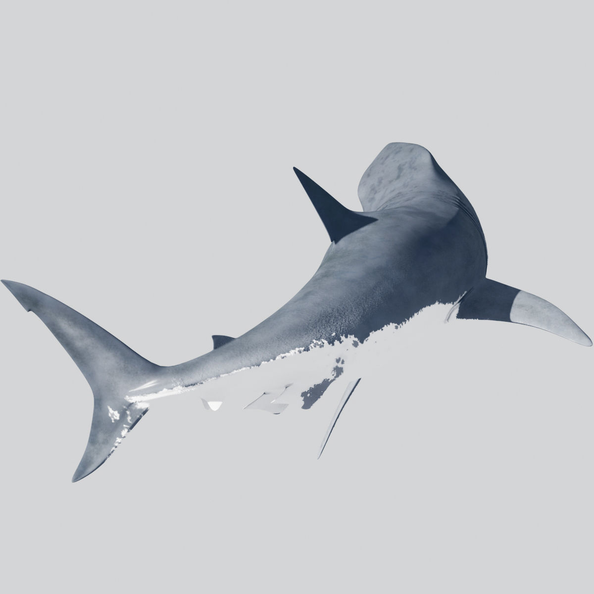 8K Marine Pack - fully animated 3D model_110