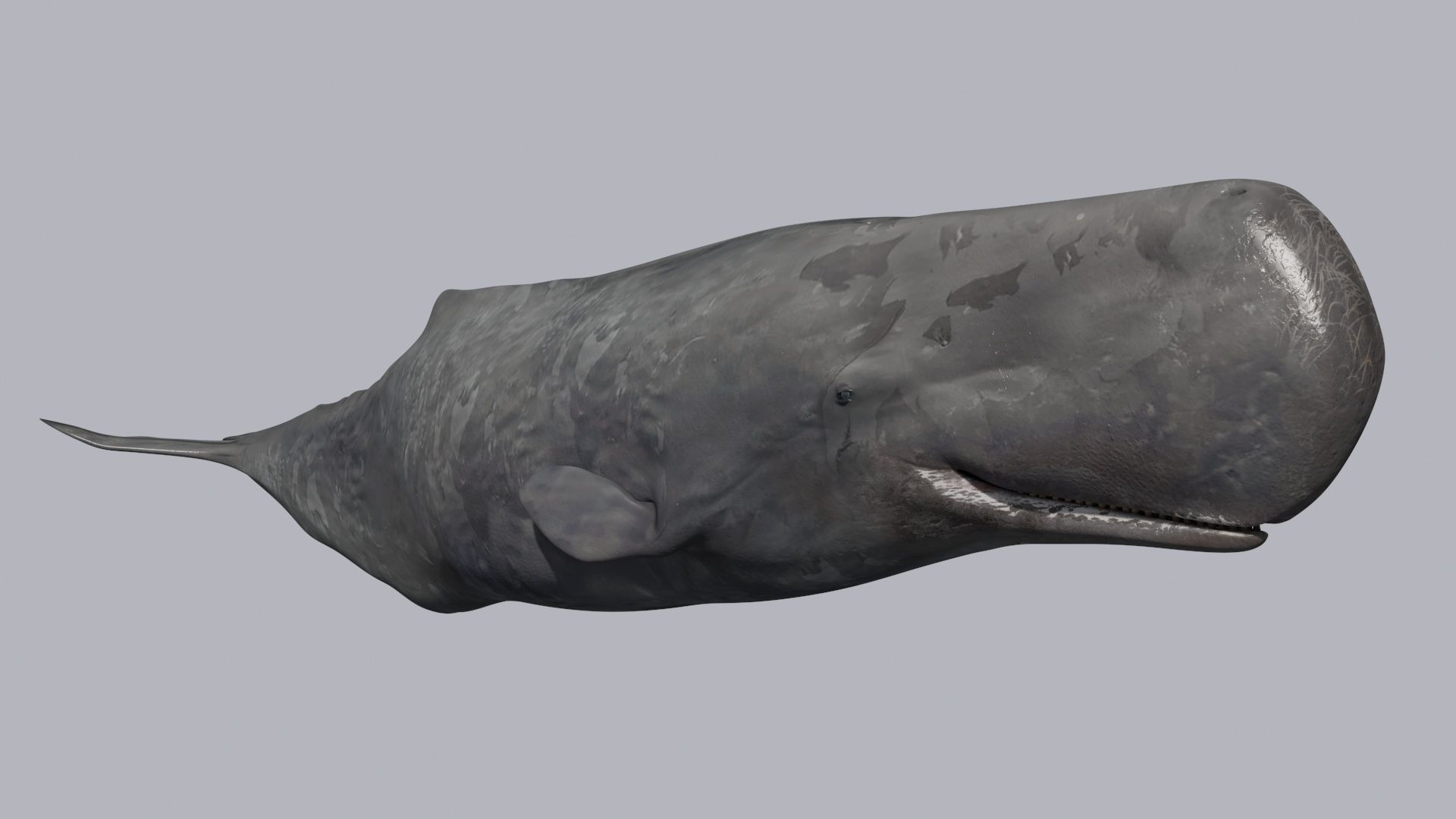 8K Marine Pack - fully animated 3D model_178