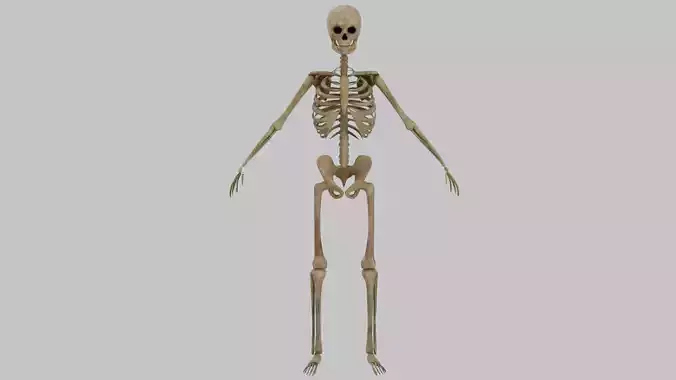 Skeleton - Rigged 3D model