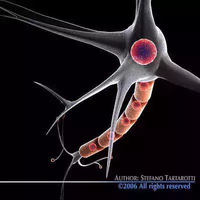 Neuron cell 3D model