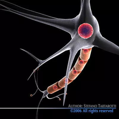 Neuron cell 3D model_0