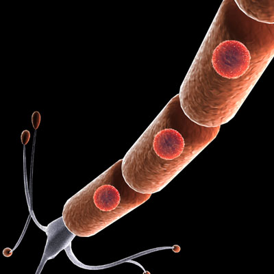 Neuron cell 3D model_2