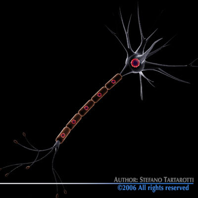 Neuron cell 3D model_6