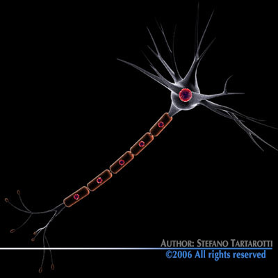 Neuron cell 3D model_5