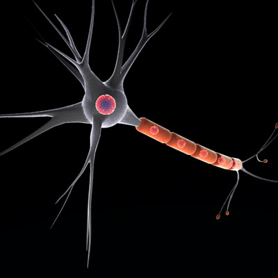 Neuron cell 3D model_3