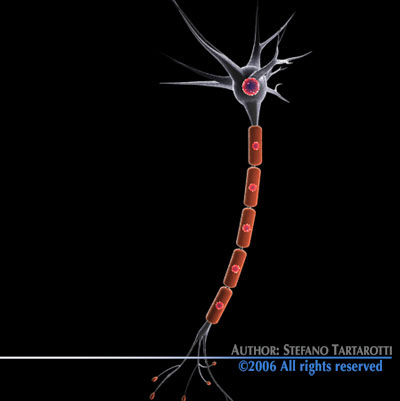 Neuron cell 3D model_7