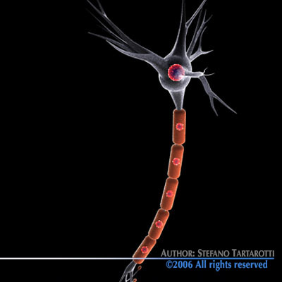 Neuron cell 3D model_4