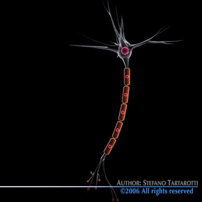 Neuron cell 3D model_9