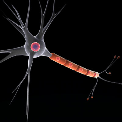 Neuron cell 3D model_8