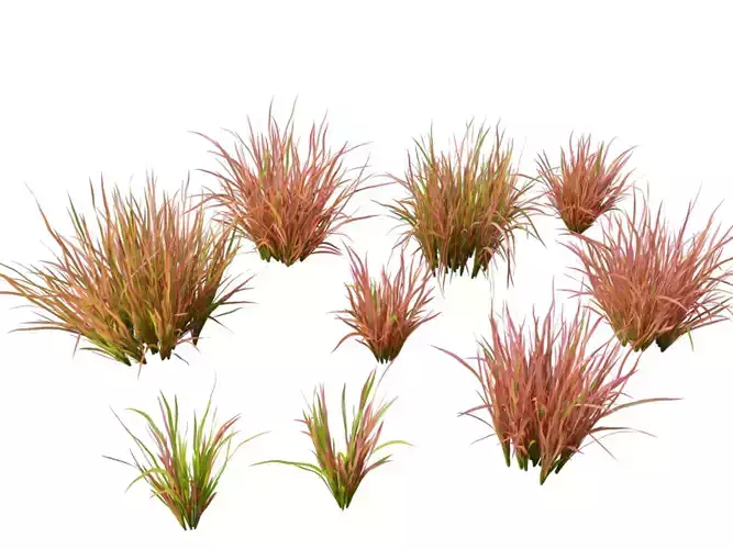 Imperata cylindrica Red Baron - Japanese Blood Grass