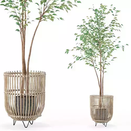 Ficus benjamina in modern flower pot 3D model