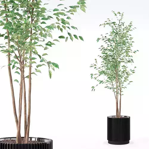 Ficus benjamina in modern flower pot 3D model
