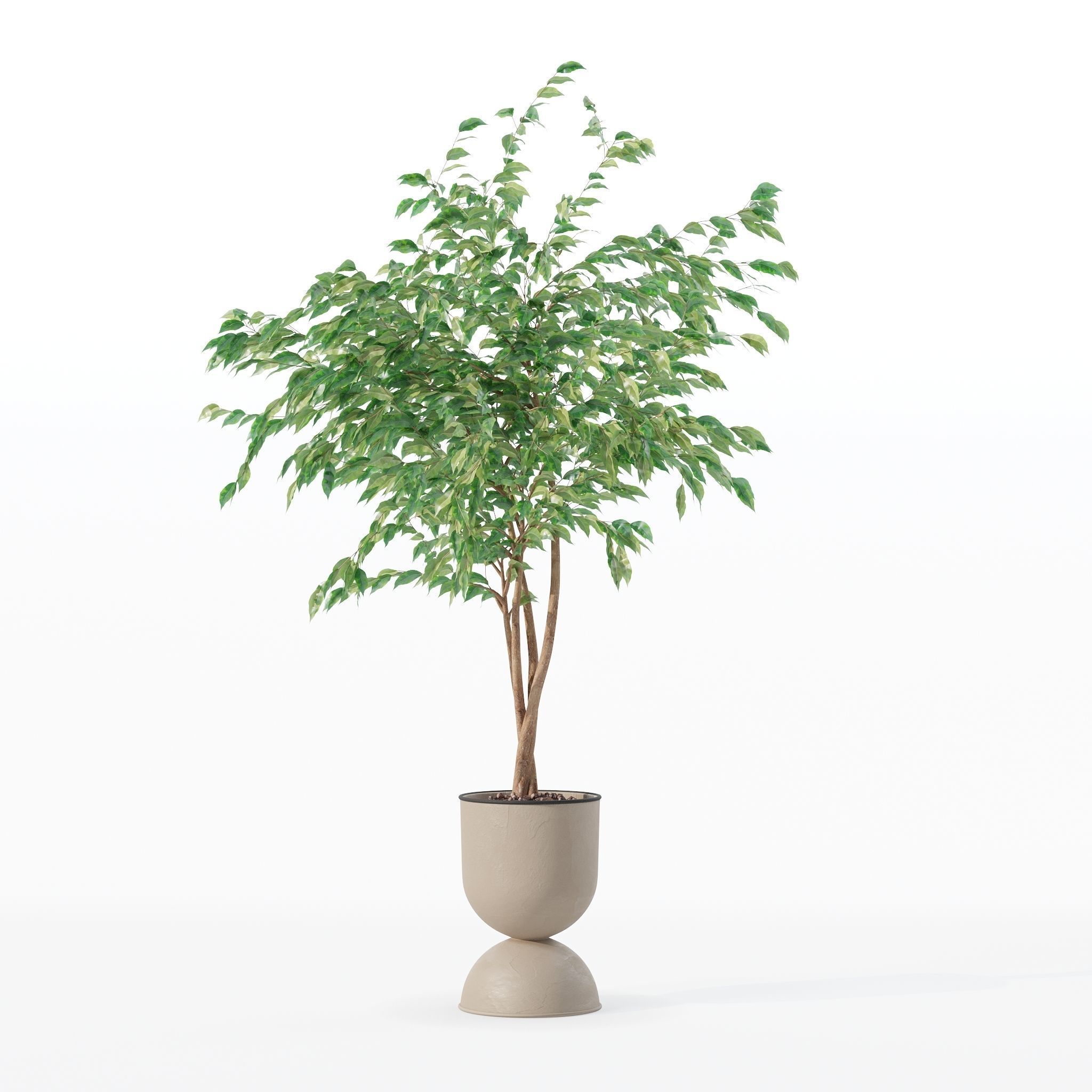 Ficus benjamina in modern flower pot 3D model_7