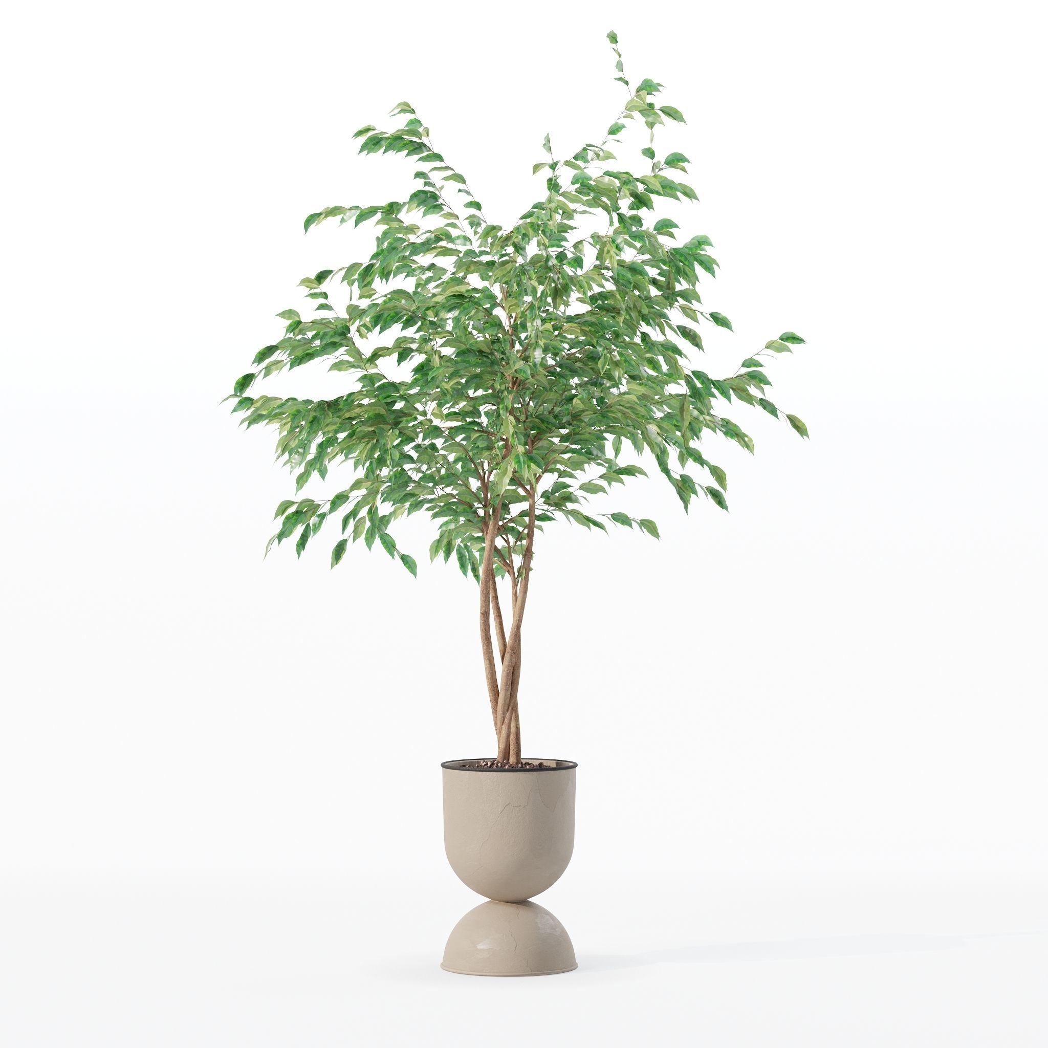 Ficus benjamina in modern flower pot 3D model_19