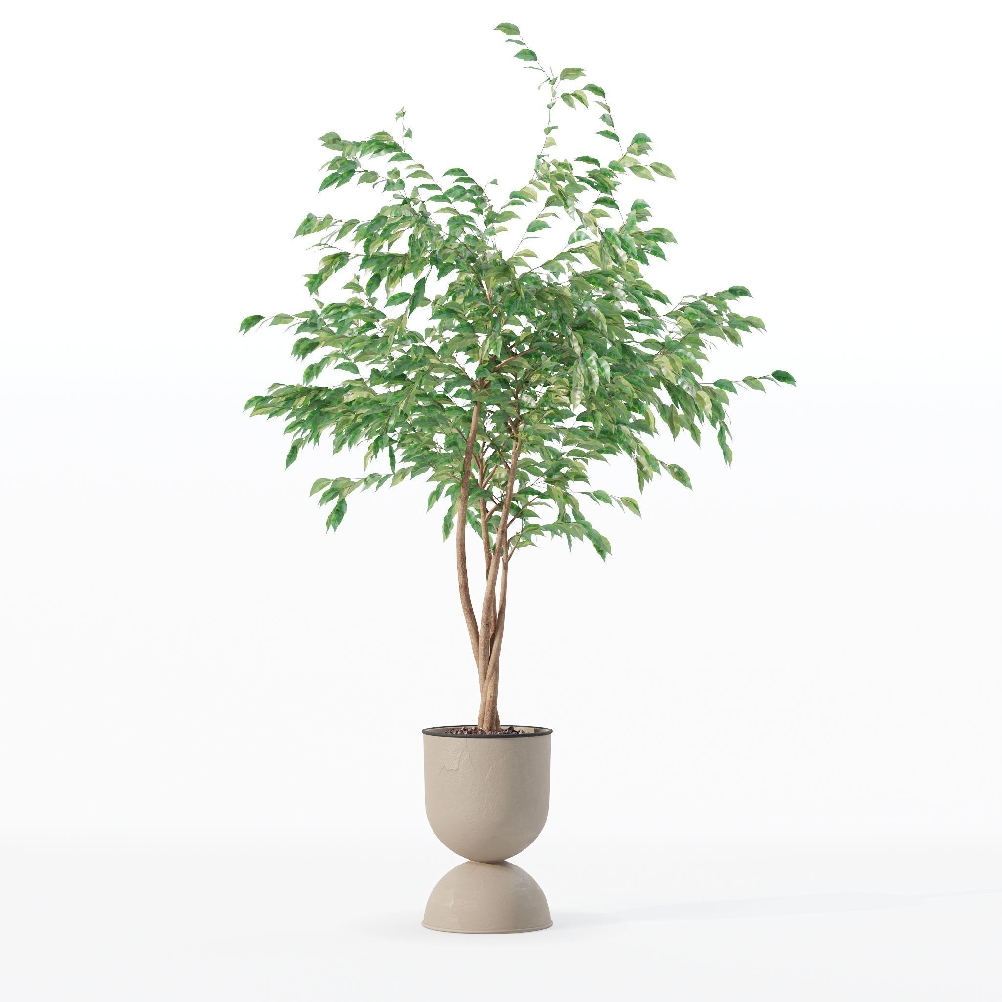Ficus benjamina in modern flower pot 3D model_17