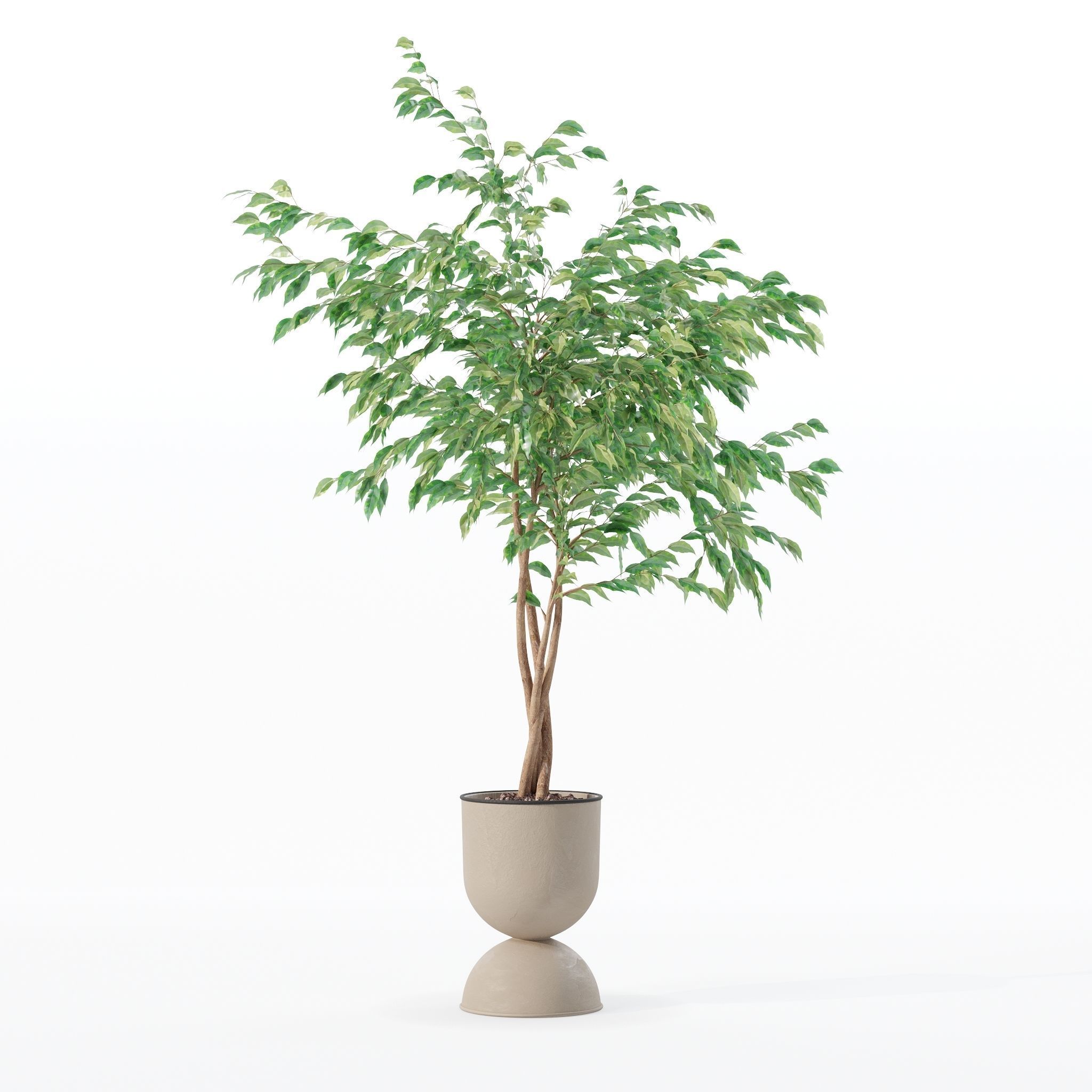 Ficus benjamina in modern flower pot 3D model_26