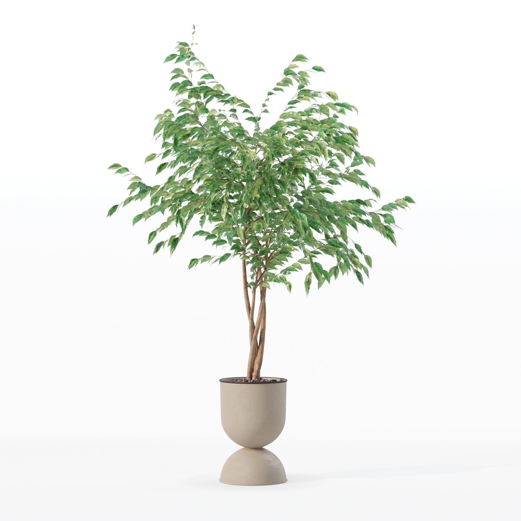 Ficus benjamina in modern flower pot 3D model_15