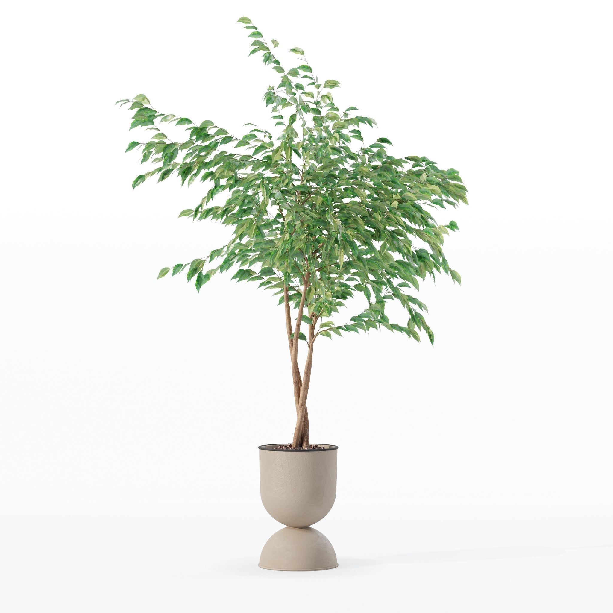 Ficus benjamina in modern flower pot 3D model_22