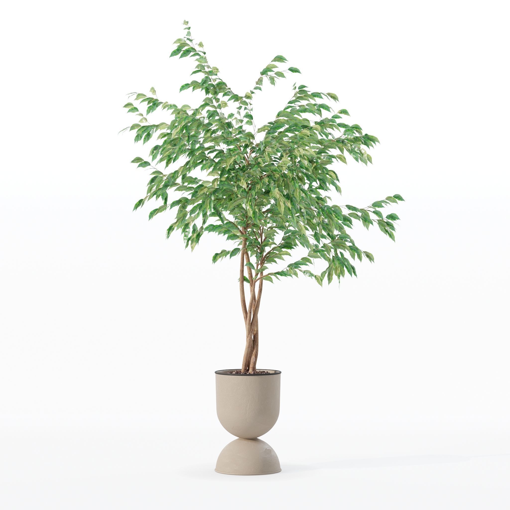 Ficus benjamina in modern flower pot 3D model_21
