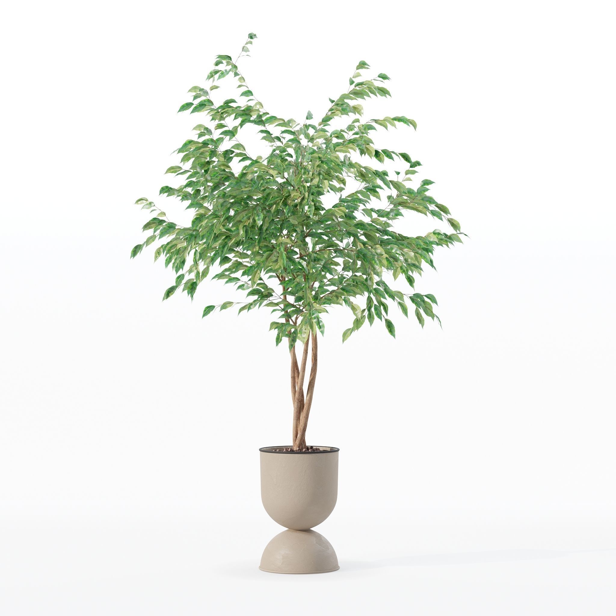 Ficus benjamina in modern flower pot 3D model_9