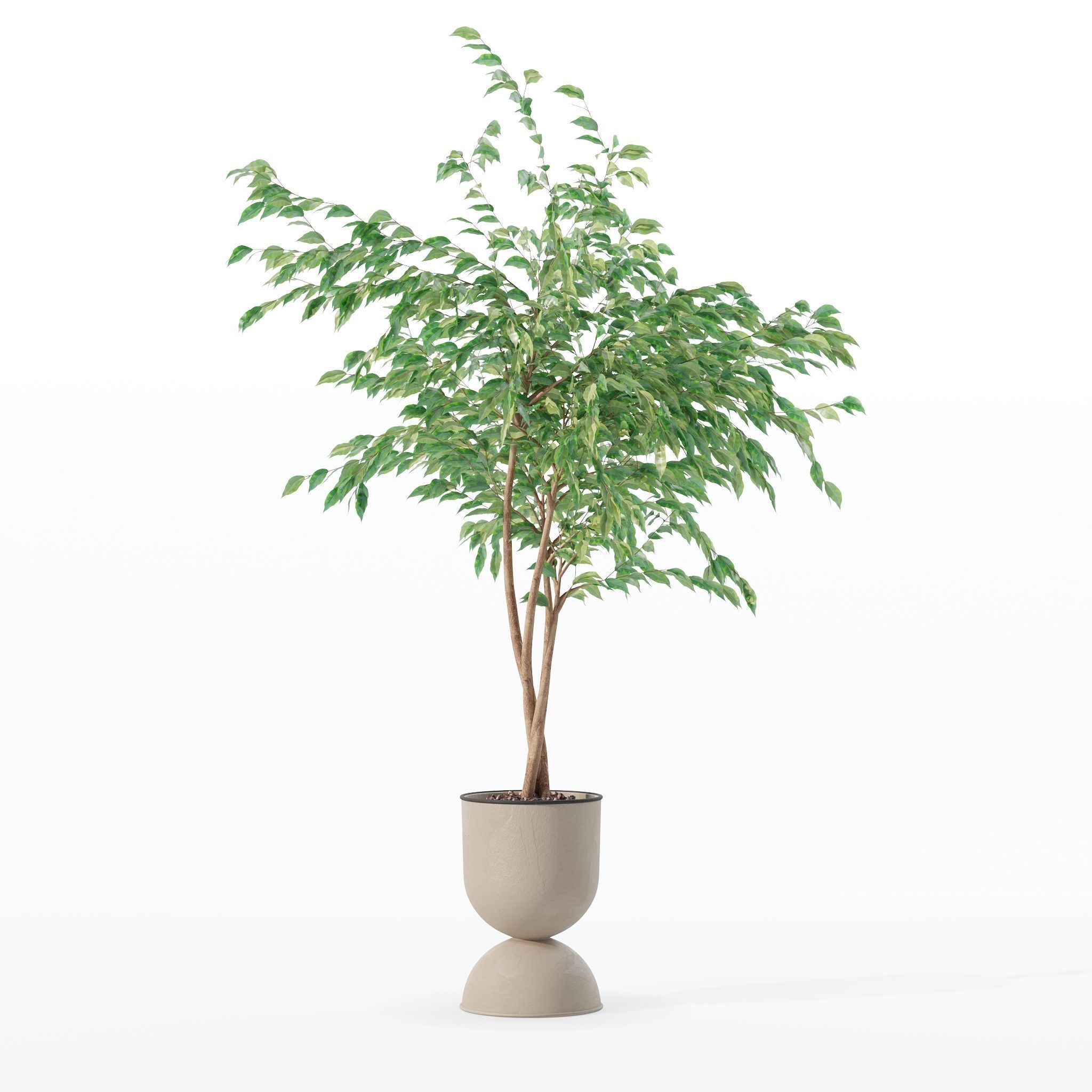 Ficus benjamina in modern flower pot 3D model_29